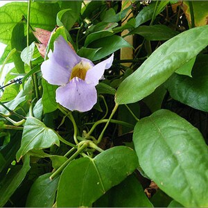 80 Grams Thunbergia Laurifolia Herb Herbal Tea Wood Healing Herbs Cures Heat In Throat image 5