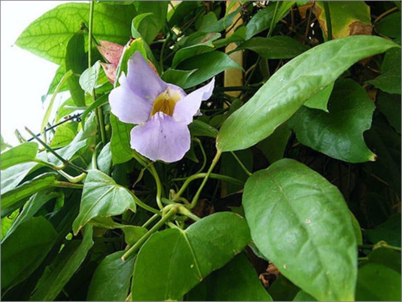 80 Grams Thunbergia Laurifolia Herb Herbal Tea Wood Healing Herbs Cures Heat In Throat image 5