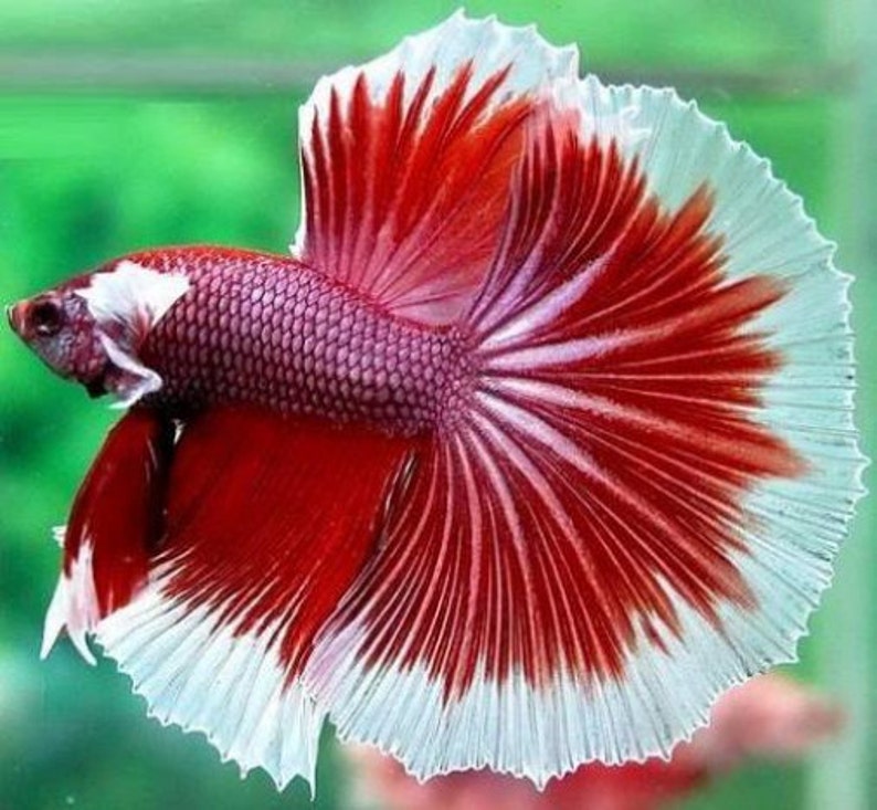 Indian Almond Leaves and Betta Fish for Live Betta Tropical Etsy