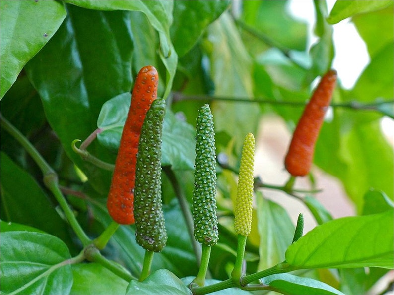 Long pepper Flower Dried Herb Piper longum Indian Long