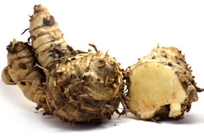 2 Rhizomes Curcuma Xanthorrhiza Zanthorrhiza Temulawak 2 Rhizomes Curcuma Xanthorrhiza Zanthorrhiza Temulawak