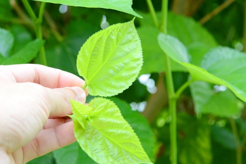 20 Teabags Mulberry White Tea Organic Herb Herbal Tea Powder Etsy