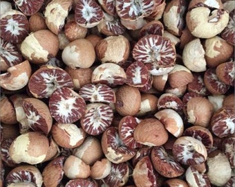 Betel Nut Betal Nut Dried Herb Areca Nut HiHerb 50 Grams