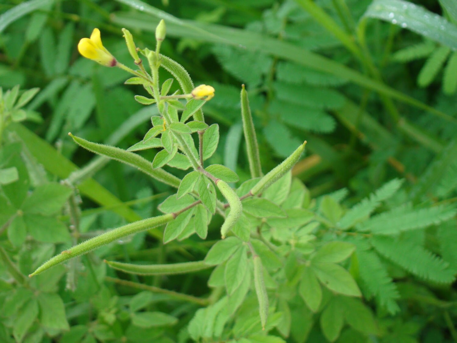 Cleome Viscosa Hojas Hoja Seca Hierba Hierba Polvo 30 Grams Etsy