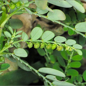 20 Teabags Phyllanthus Amarus Schum Thonn Herb Herbal Tea Powder Healing Herbs Cures Fever Antipyretic image 5