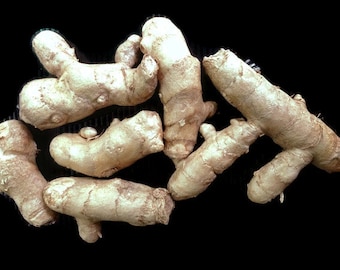 3 Rhizomes Curcuma Zedoaria Zedoary White Turmeric  Kentjur Special for Grow Plants