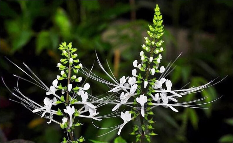 найти дома кошачий ус. ортосифон тычиночный. кошачий ус цветок. Orthosiphon stamineus почечный чай. клеродендрум ортосифон.