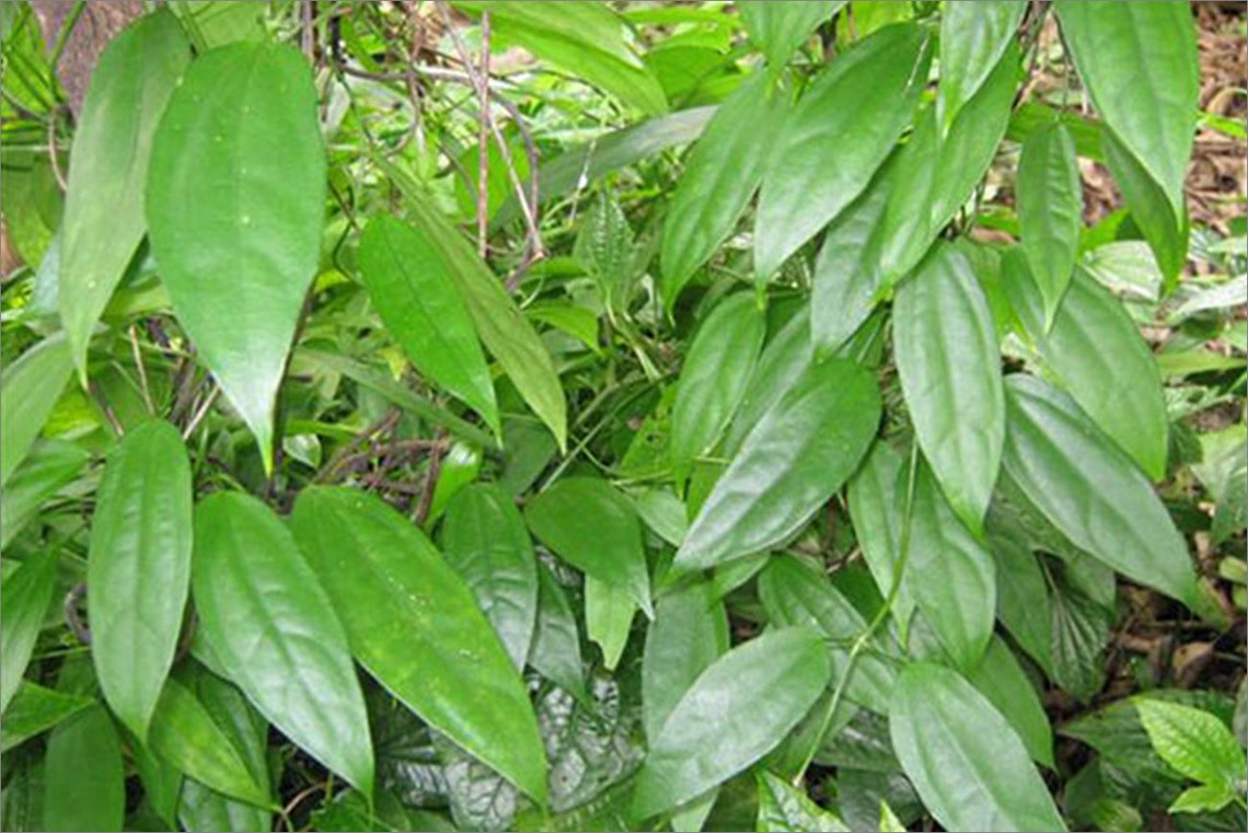 Thunbergia Laurifolia Plant Stem Parts Wood Leaf Herb Herbal - Etsy