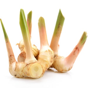 3 Rhizomes Greater Galangal Alpinia Galanga Ginger Root Plant Rhizome Special for Grow Plants