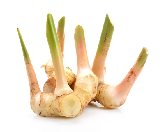 3 Rhizomes Greater Galangal Alpinia Galanga Ginger Root Plant Rhizome  Special for Grow Plants 