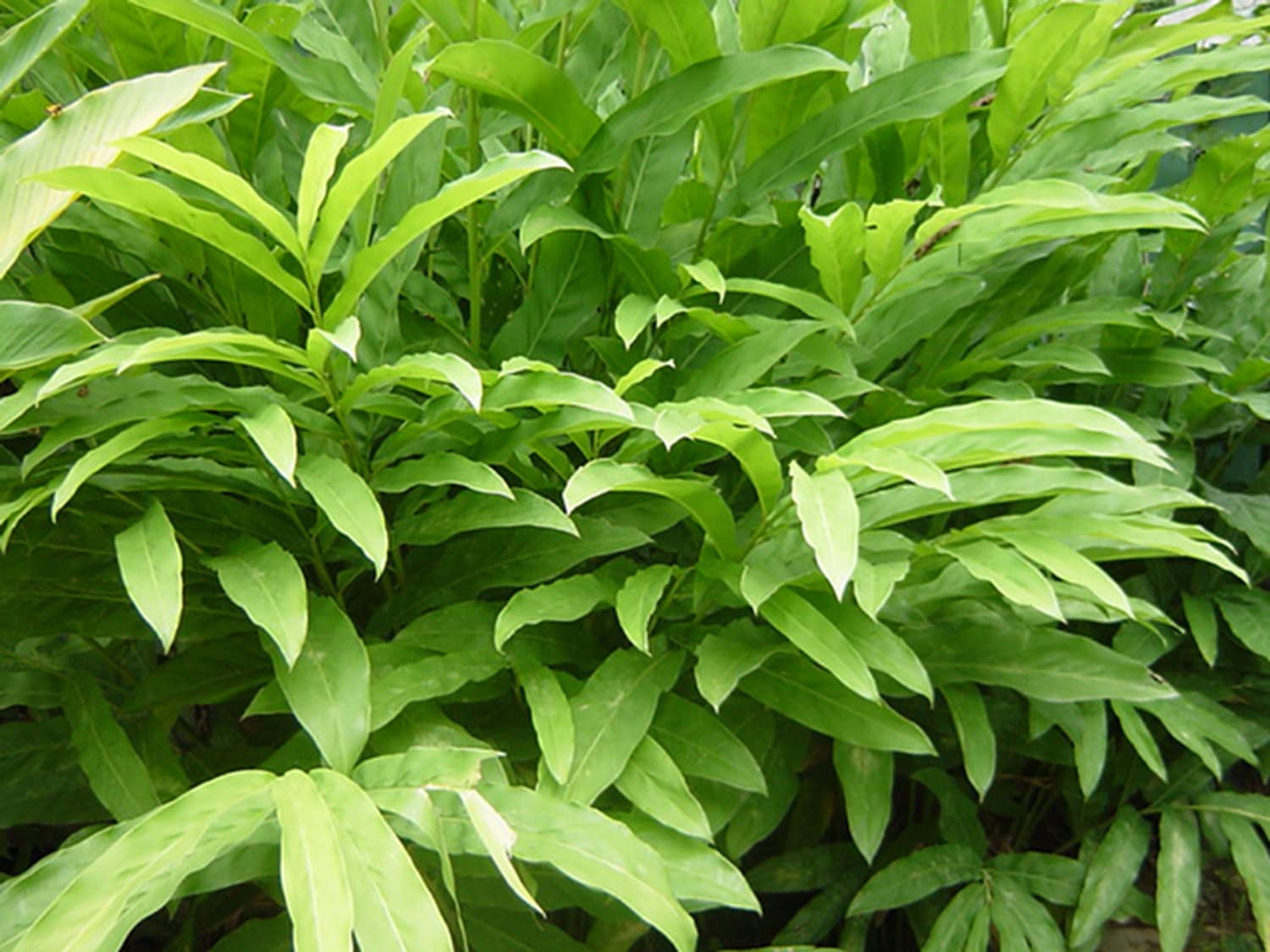 3 Rhizomes Greater Galangal Alpinia Galanga Ginger Root