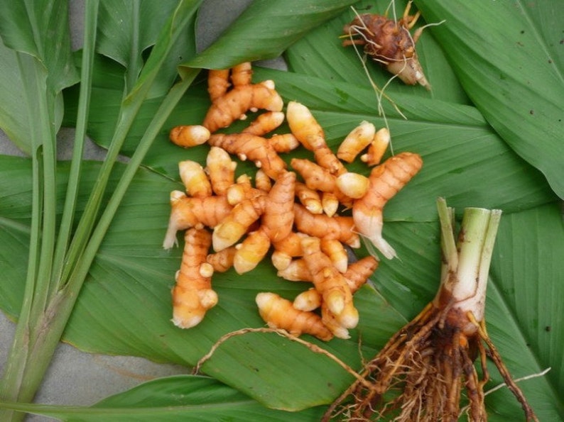 3 Rhizomes Bulb Curcuma SPP Gold Turmeric Plant Root