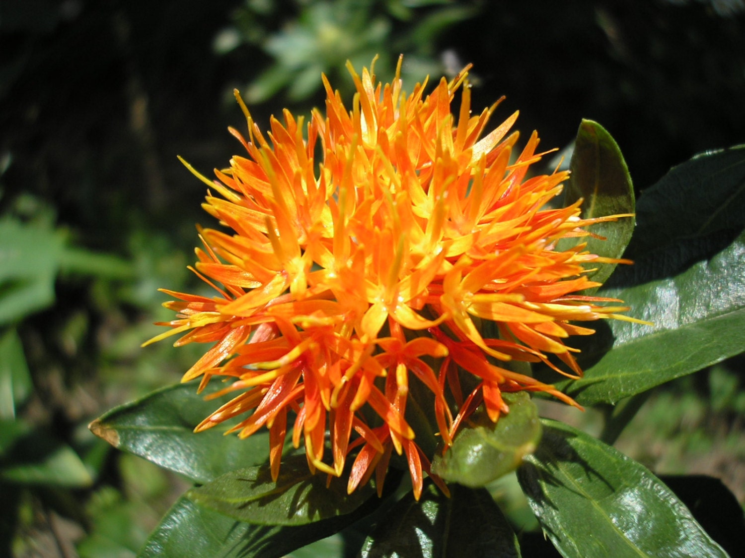 Safflower Petals Herbal Tea - Loose - First sip of tea - Floral, Decaf –  The Spice Hut