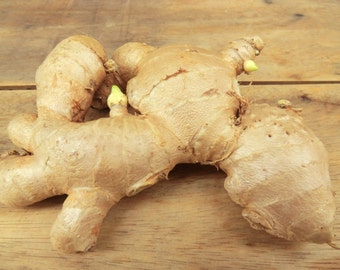 3 Rhizomes Bulb Ginger Root Plant Rhizome Special for Grow Plants