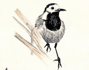 Oiseaux dessin, Bergeronnette, Rouge-queue noir, illustrations naturalistes, feutres, cartes postales