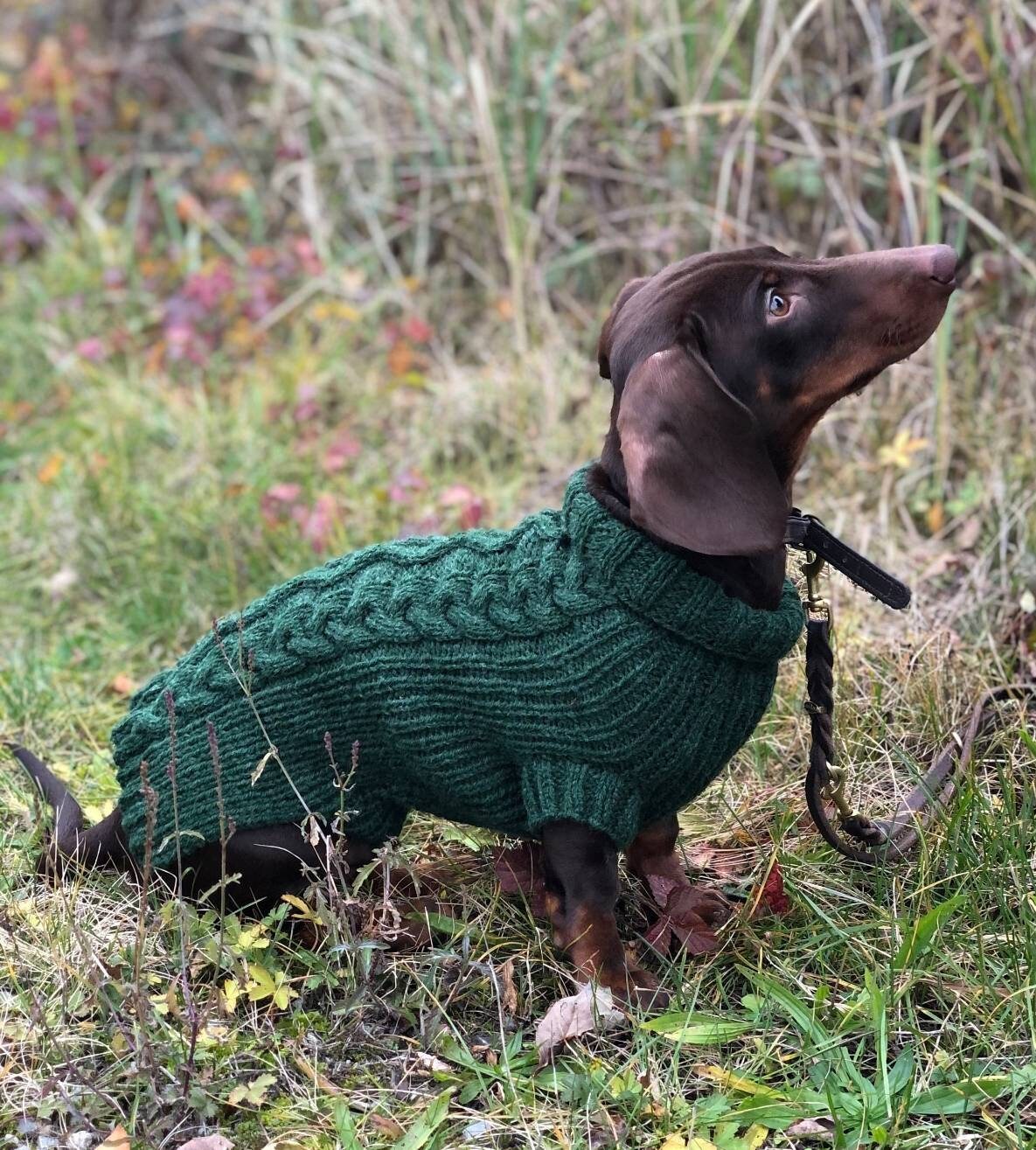 wiener dog jackets