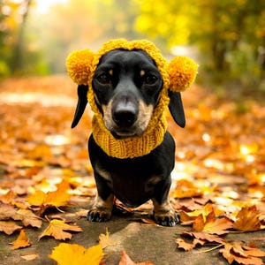 May include: A black dachshund wearing a yellow knitted hat with ear flaps. The dog is standing on a bed of fallen autumn leaves.