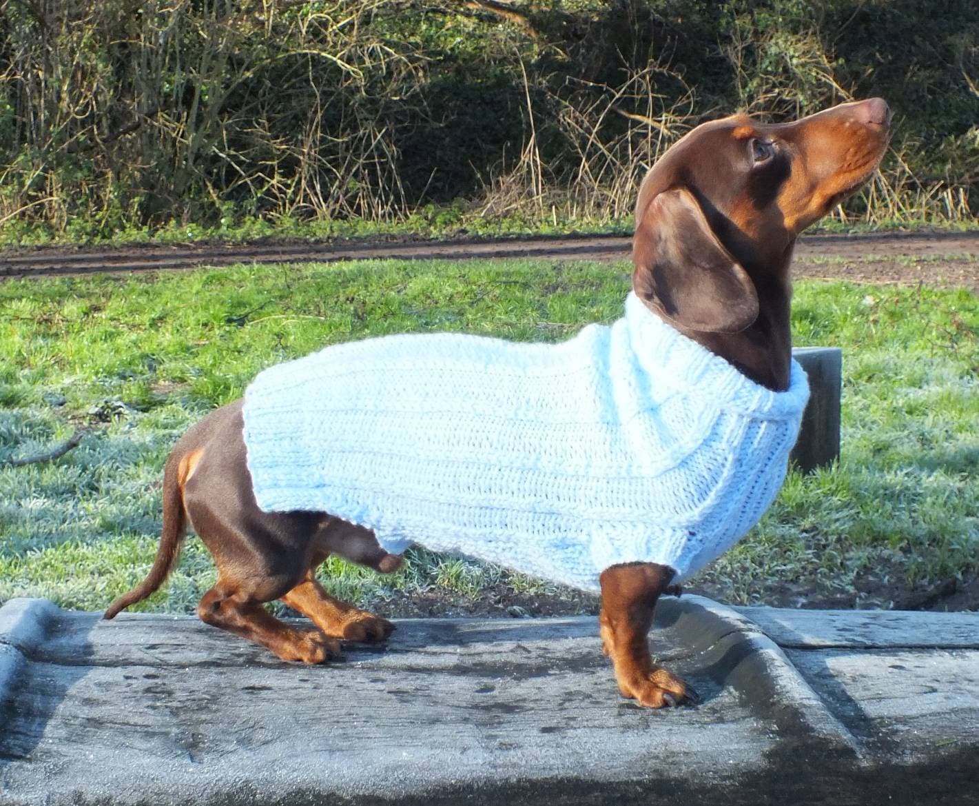 dachshund jumper