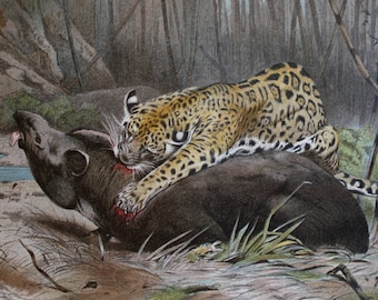 old print jaguar and tapir 1895
