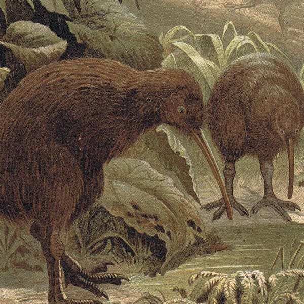 antique print kiwi print 1892