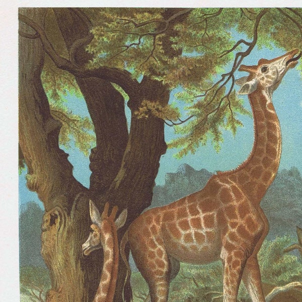 1895 antique print giraffe