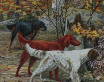 antique print gordon setter, irish setter and english setter 1927