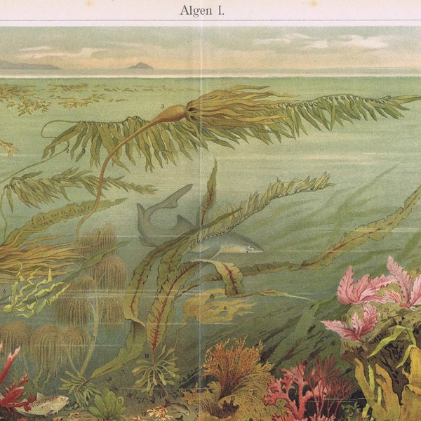 1895 beautiful plate  shows types of alga algea seaweed 1895.