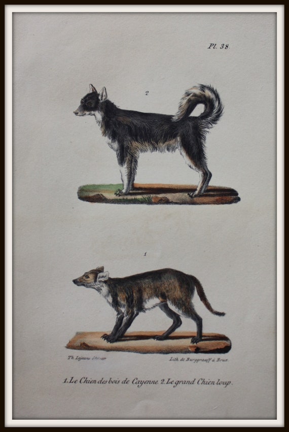 1833 Nice Antique Print Dogs Bushdog Wolfdog Buffon