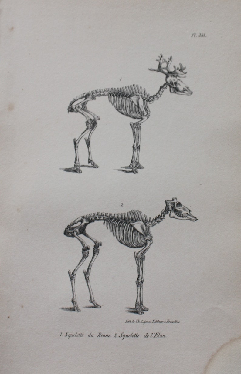Moose Anatomy Neck