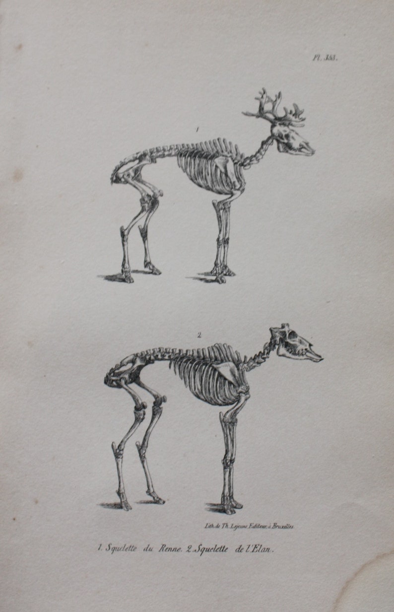 Moose Anatomy Neck