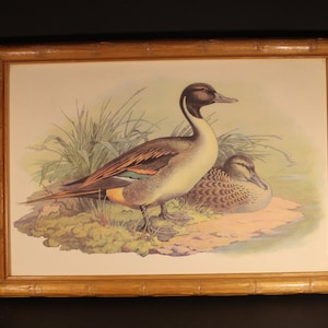 Jacques Cartier "Two Ducks Pointed Tail", 14" x 20" Bamboo Style Wood Framed Art Print 1980's Vintage