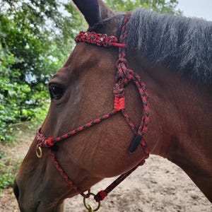 May include: A brown horse wearing a red and black rope halter. The halter features a decorative browband and a lead rope with a brass-colored clip. The horse is outdoors with green foliage in the background.