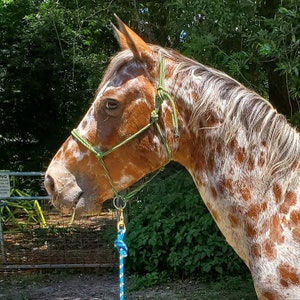 The &quot;Original&quot; Sliding Ring Rope Horse Halter KatzHorseWear Tack Training Horse Colt Liberty Rope Horse Equine Halter Gift for Horse Lover