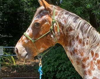 May include: A horse with a chestnut and white spotted coat, wearing a green rope halter. A blue rope lead is attached to the halter with a brass swivel snap. The horse is shown in profile, displaying its mane and facial markings against a green background.