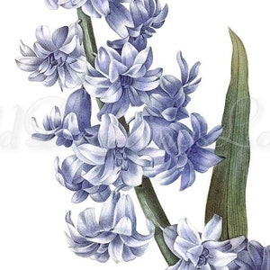 Flowers Art Print | Hyacinth | Vintage Wall Art | Printable Wall Art | French Art | Bunch of Flowers | Vintage Flowers #7 INSTANT DOWNLOAD