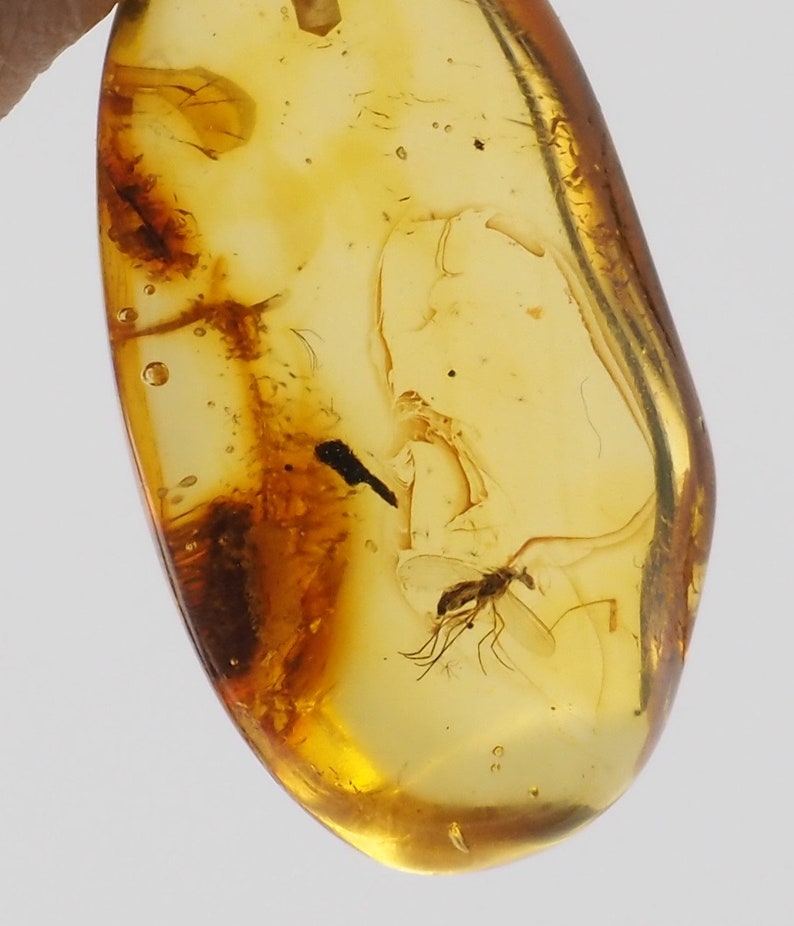 Natural Baltic Amber with inclusion fossil insect mosquito gnat bug sterling silver bail pendant