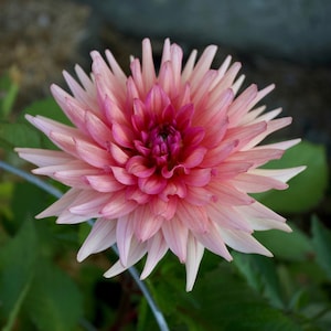 Barefoot dahlia tuber