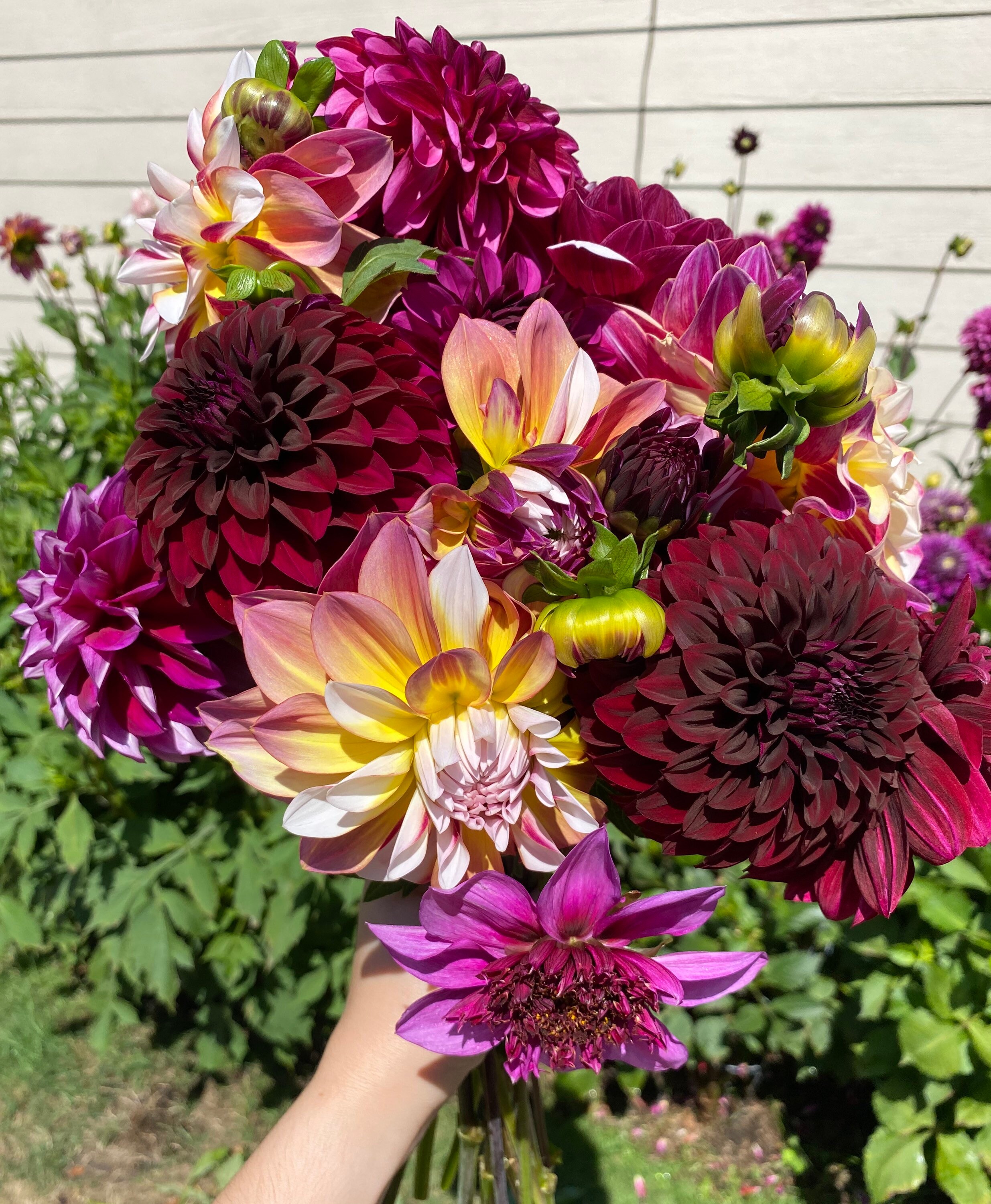 Lights Out Dahlia preorder Spring 2024 Etsy