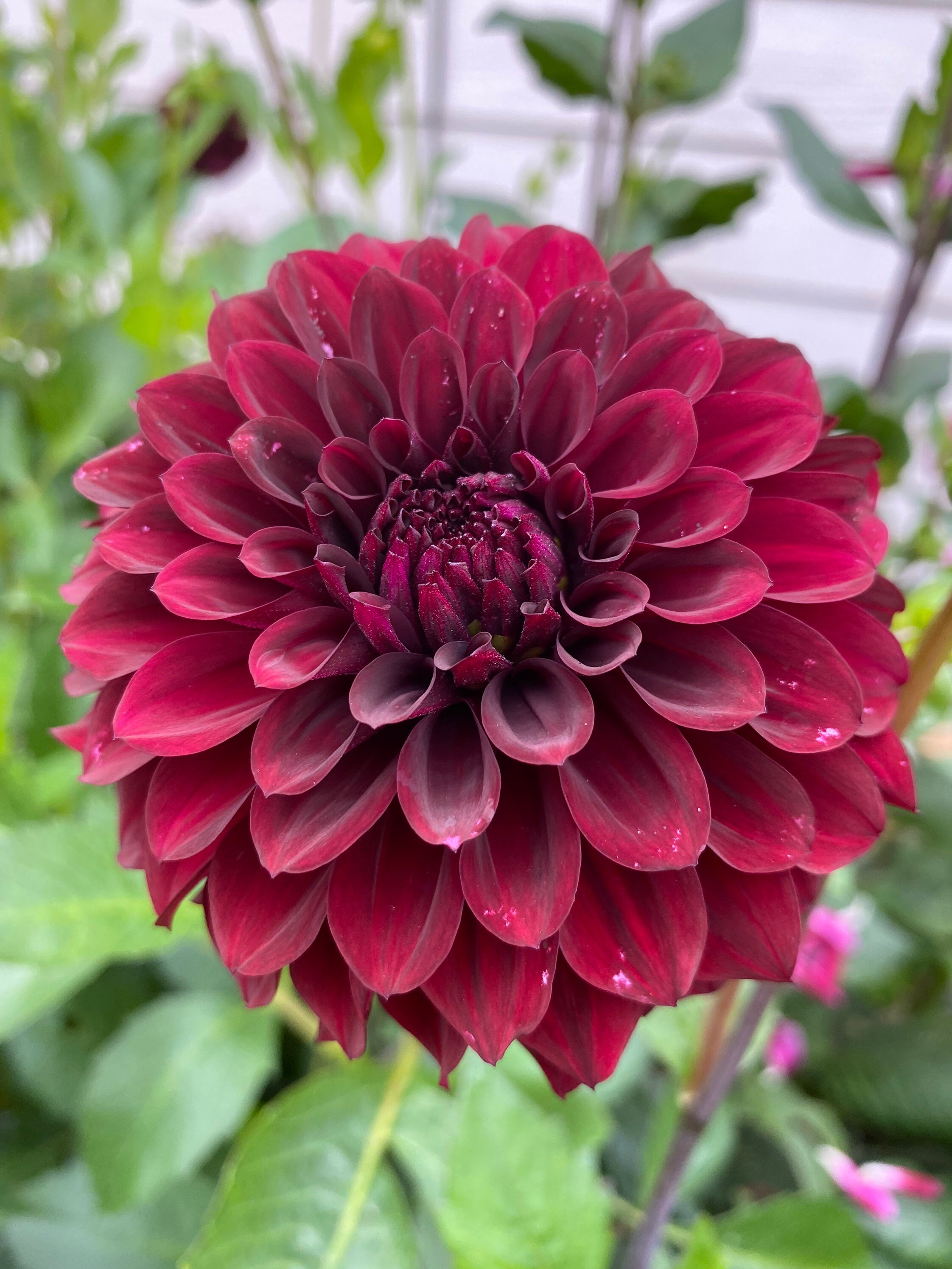 Lights Out Dahlia preorder Spring 2024 Etsy