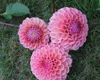 Bracken Rose dahlia tuber