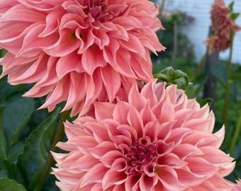 KA Coral Sea dahlia tuber (ships spring 2026)