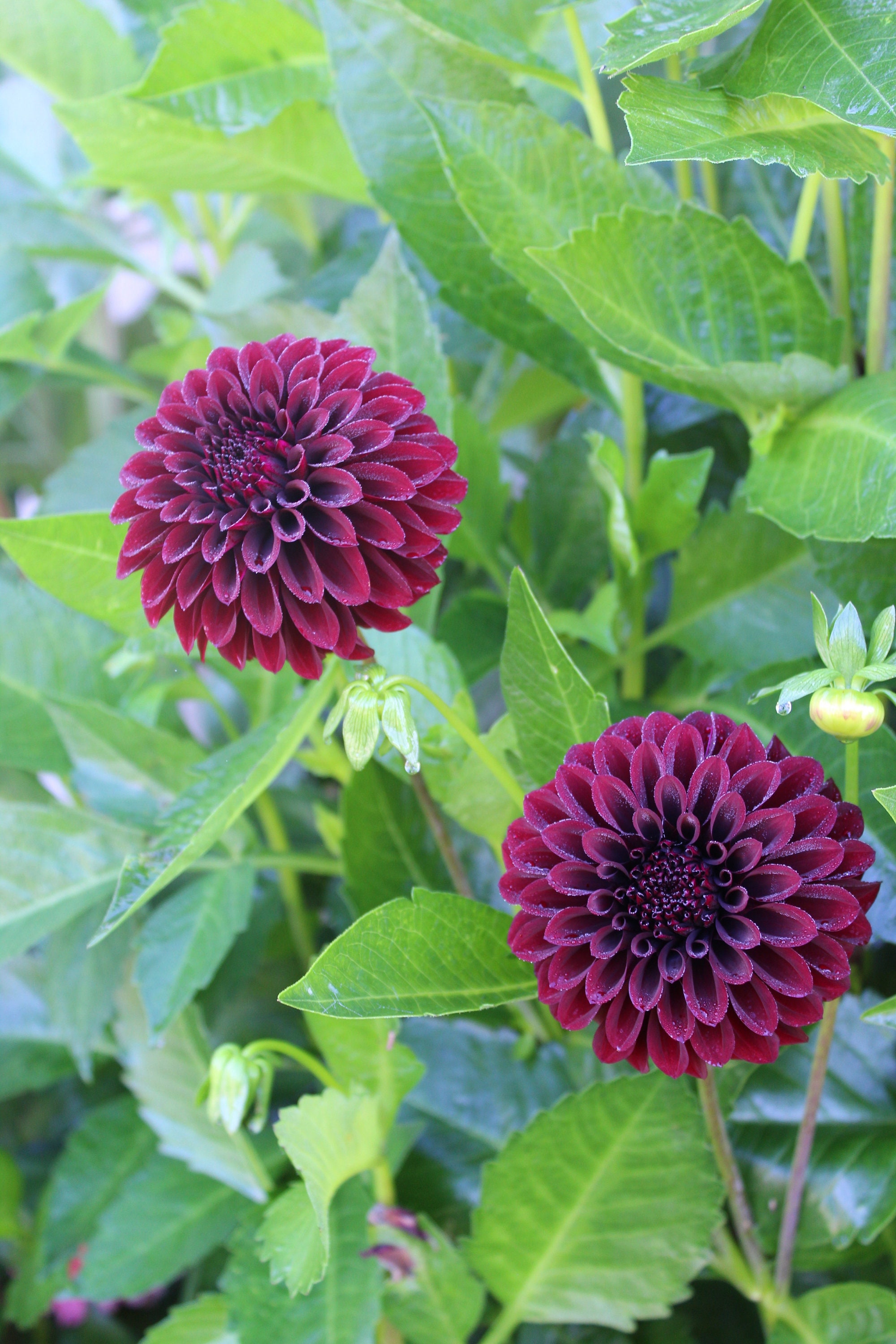 Lights Out Dahlia preorder Spring 2024 Etsy