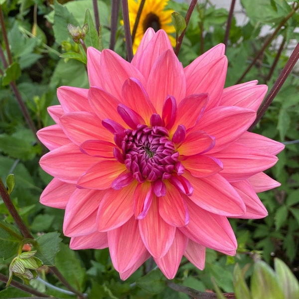 Great Silence dahlia tuber (ships Spring 2026)