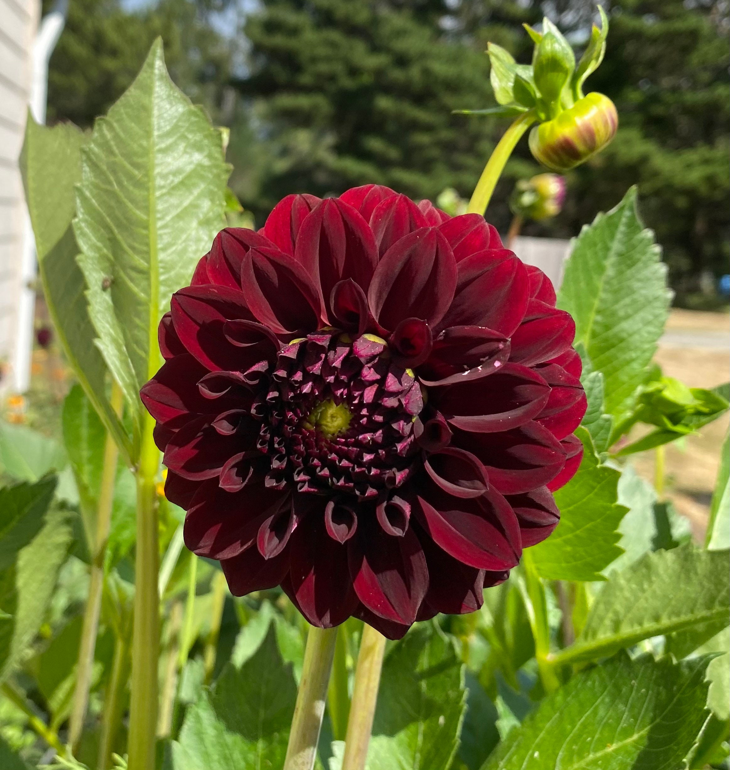 Lights Out Dahlia preorder Spring 2024 Etsy