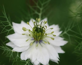 White Nigella Seeds
