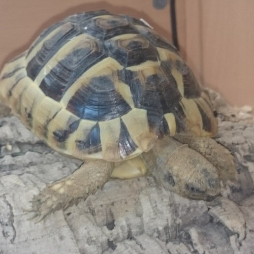 Crane Viceroy Radio Controlled Talking Watch UK