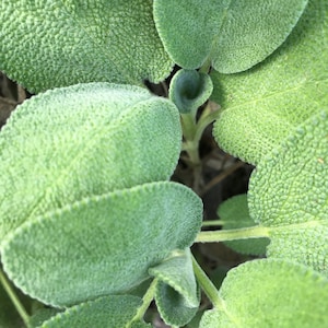 May include: Close-up of a sage plant with green, fuzzy leaves. The leaves are arranged in a spiral pattern, with the tips of the leaves pointing towards the center of the image.