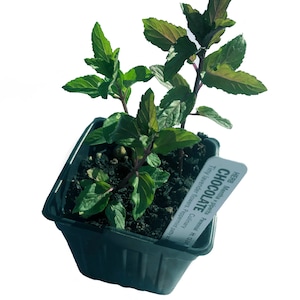 May include: A small black plastic pot with a chocolate mint plant. The plant has green leaves and is labeled "HERB Mentha x piperita Perennial Ht 12-24 CHOCOLATE Culinary Tiny lavender flowers. Peppermint patty sc"
