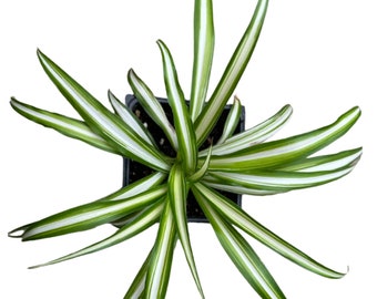 ORGANIC Spider Plant (Chlorophytum comosum) 2.5-inch pot