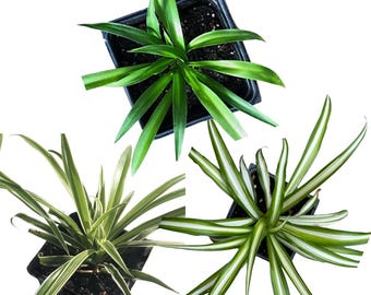 Organic Spider Plant Collection - Vittatum, Shamrock and Reverse Variegated Spider Plants in 2.5-Inch Pots by Smoke Camp Crafts